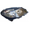 LAMPA PRAWY PRZÓD EU A2468200261 MERCEDES B KLASA W246 2011-